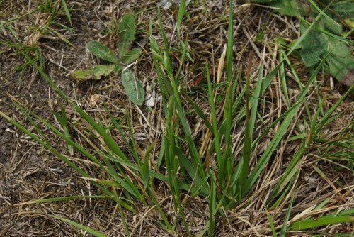 feuille