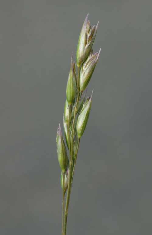 inflorescence