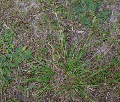 Plante entière
