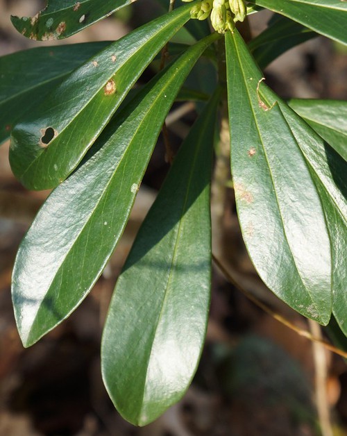 détail feuilles