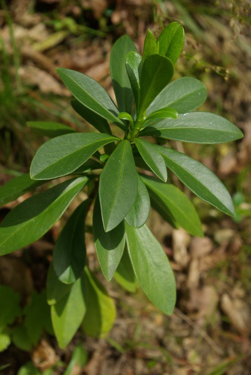 feuille