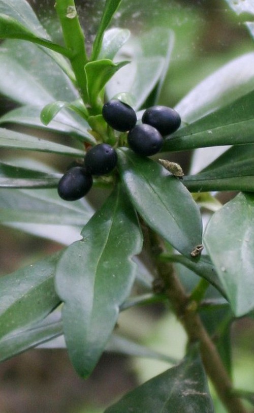 fruit mûr