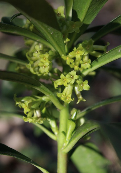 inflorescence