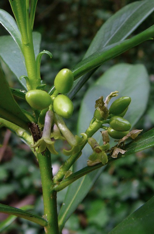 jeunes fruits