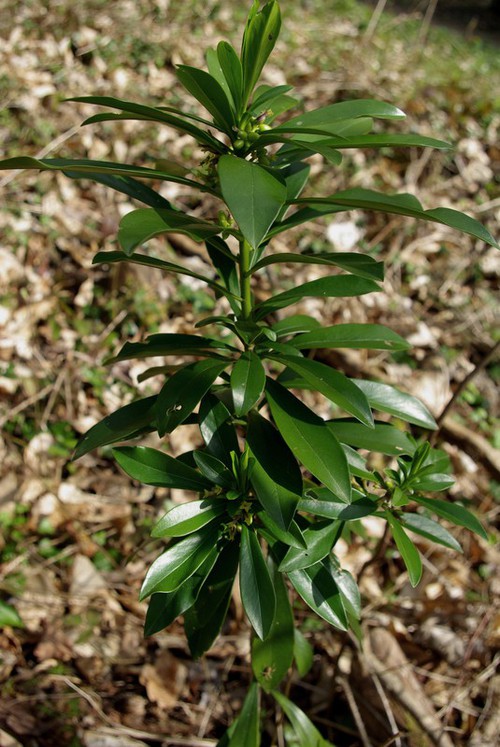 Plante entière