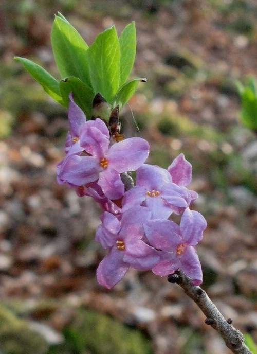 inflorescence