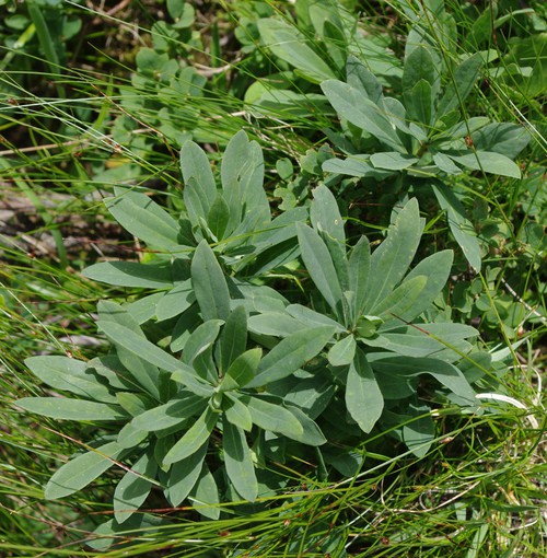 feuille