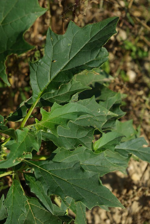 feuille