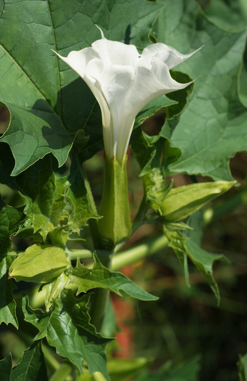 fleur