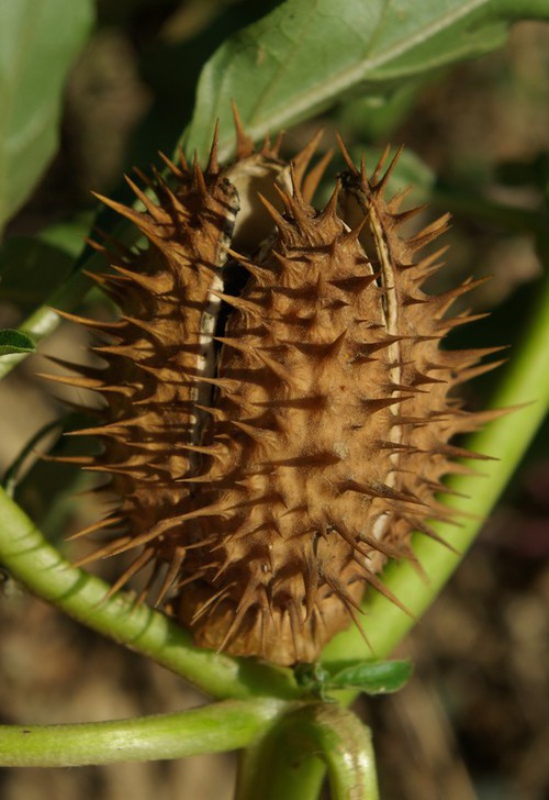fruit mûr