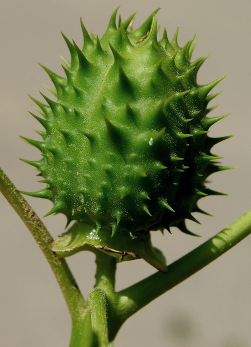 fruit