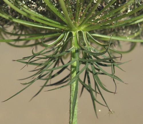 bractées
