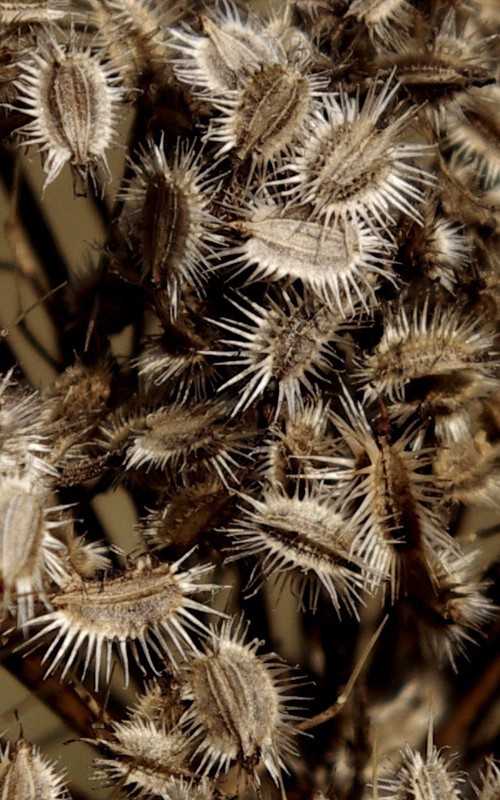 détail fruit