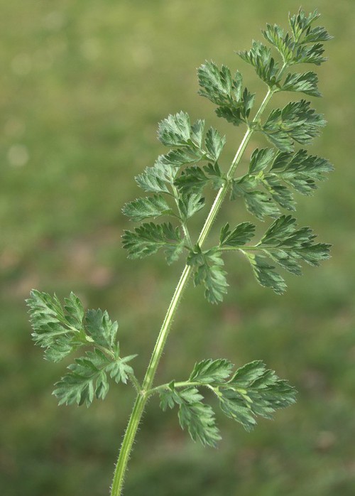 feuille