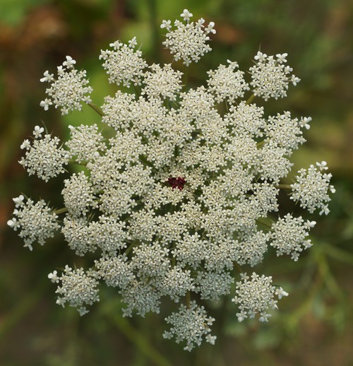 inflorescence