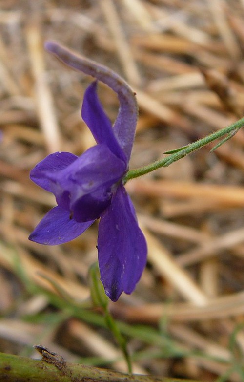 détail fleur