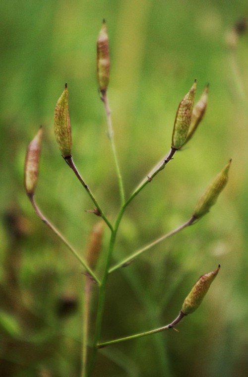 fruit