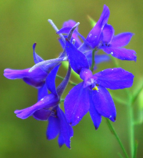 inflorescence
