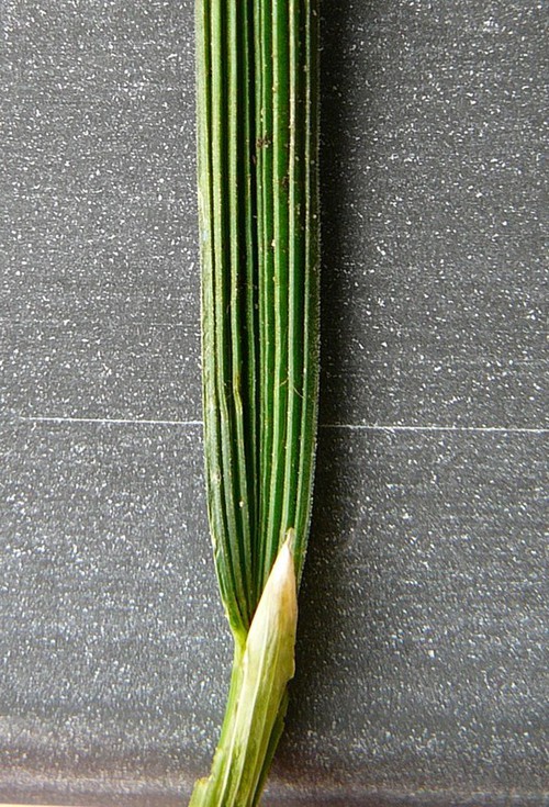 feuille face supérieure et ligule