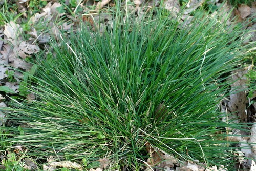 feuille
