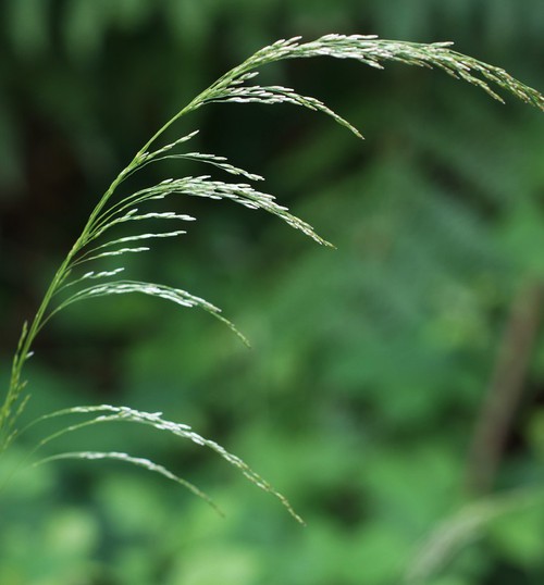 inflorescence