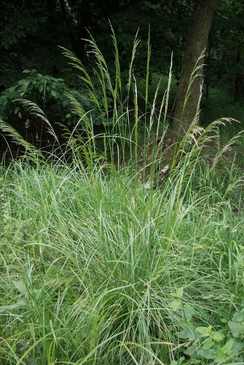 Plante entière