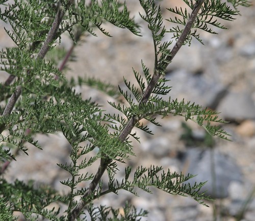 feuille