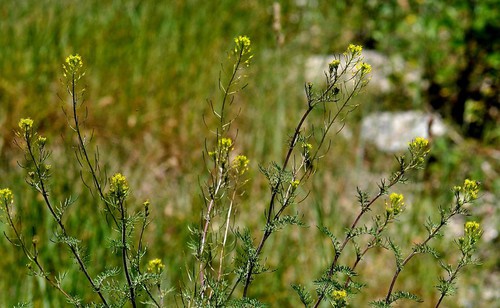 inflorescence