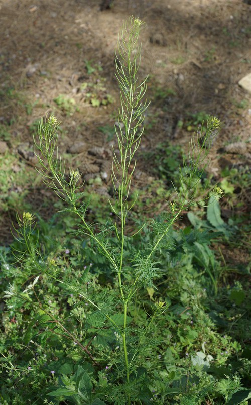 Plante entière