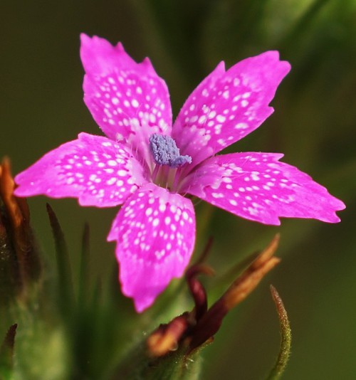fleur