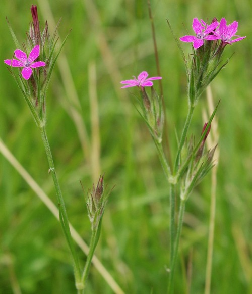 Plante entière