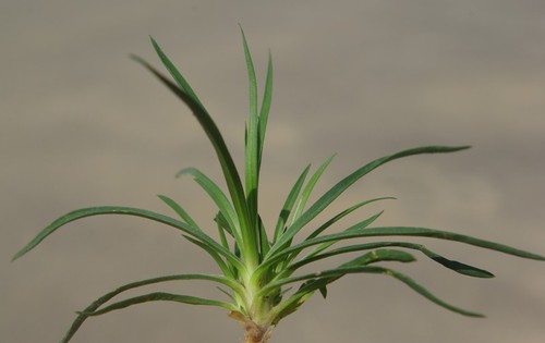 feuille