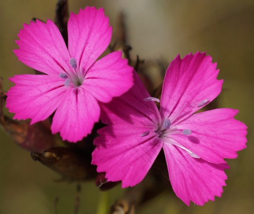 fleur