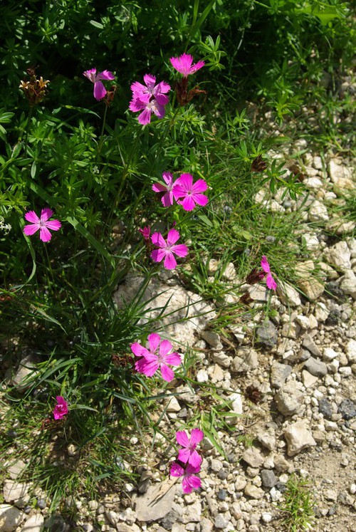 Plante entière
