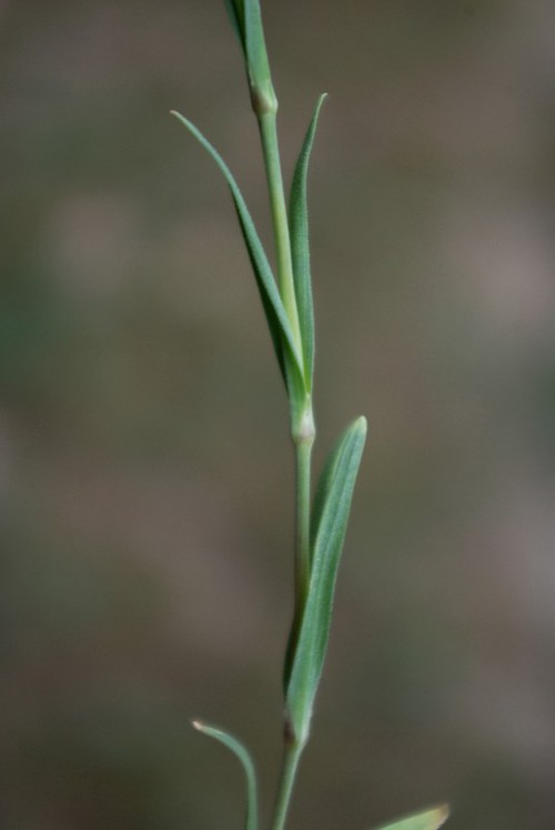 feuille