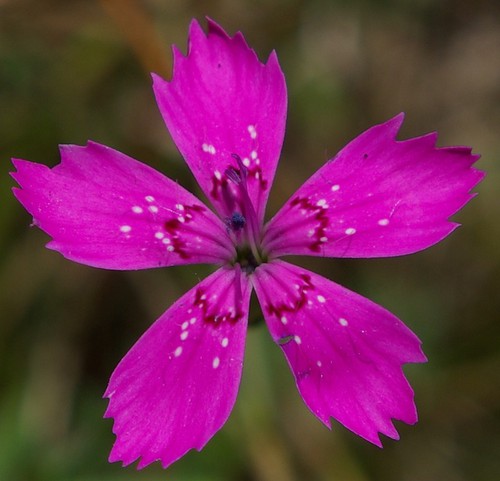 fleur