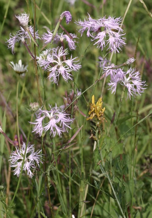 Dianthus superbus