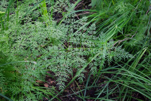 feuille