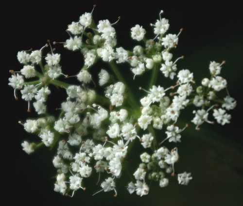 inflorescence