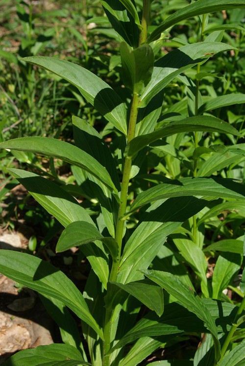 feuille
