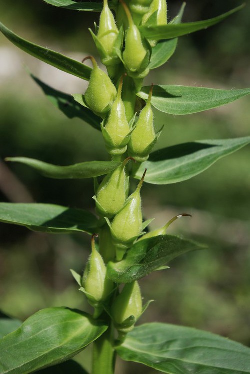 fruit
