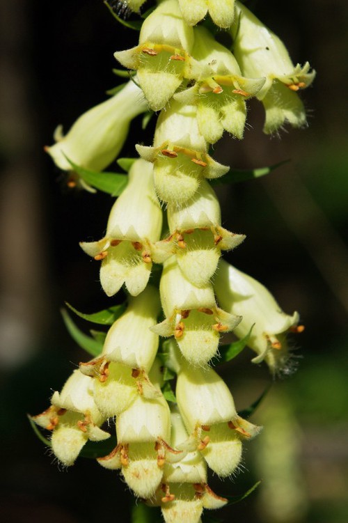 inflorescence
