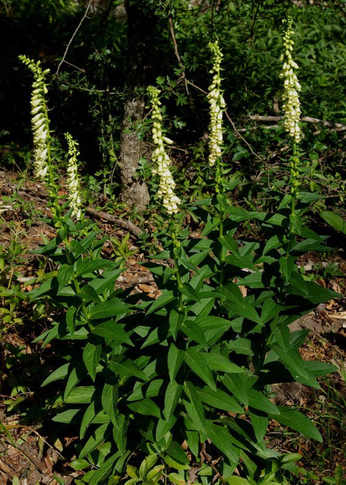 Plante entière