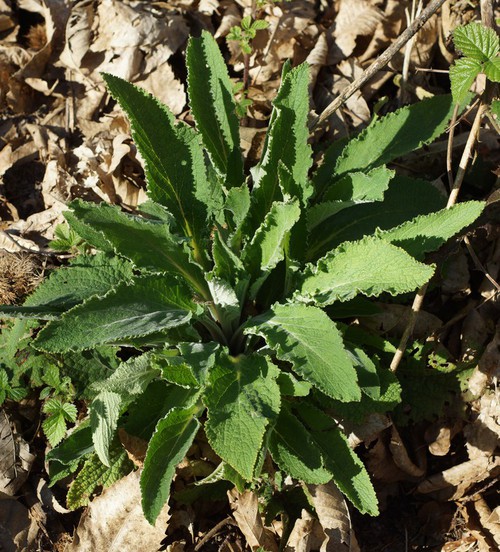feuille basale