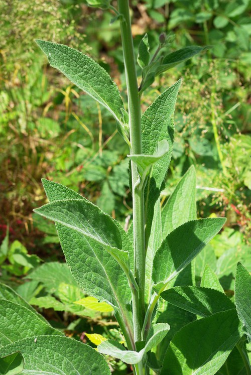feuille caulinaire