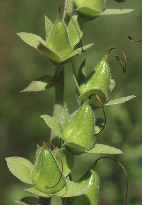 fruit