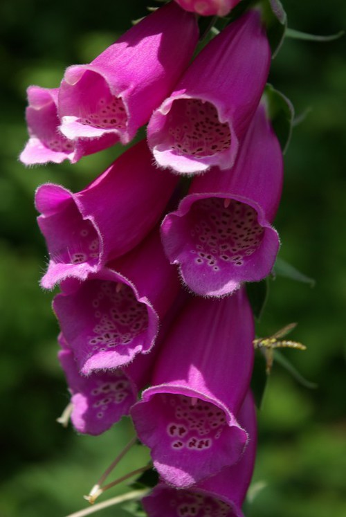 inflorescence