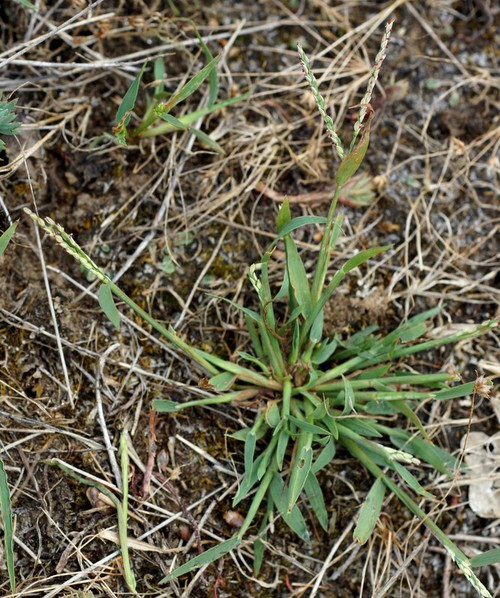 Digitaria ischaemum