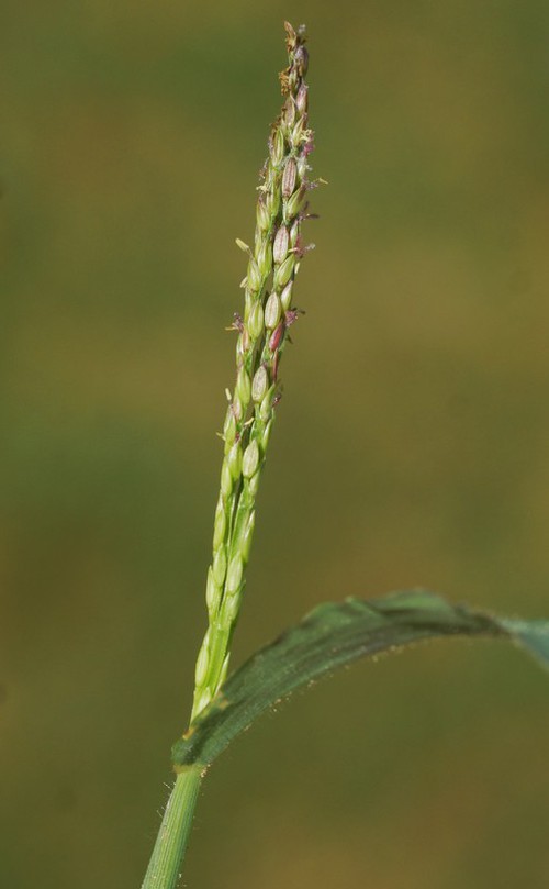 Inflorescence