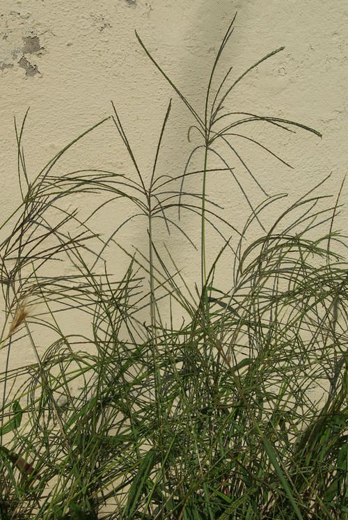 Digitaria sanguinalis
